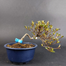 Bonsai - Jap. Satsuki Azalee, Koun, Shohin