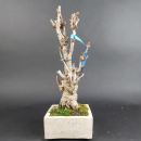 Bonsai - Ginkgo Biloba, Japan