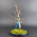 Bonsai - Fächerahorn, Acer Palmatum Yamamomiji