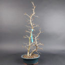 Bonsai - Japanese hornbeam, Carpinus Laxiflora
