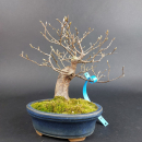 Bonsai - Stewartia Monadelpha, Shohin