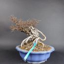 Bonsai - Zelkova Nire