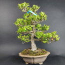 Bonsai - Gardenia jasminoides