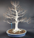 Bonsai - Japanese Beech, Fagus Crenata