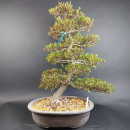 Bonsai - Japanese Satsuki Azalea, Momoka