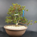 Bonsai - Jap. Satsuki Azalee, Hi No Maru