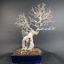 Bonsai - Dreispitzahorn, Acer Buergerianum Ishizuki Rock