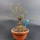 Bonsai - Japanese Rose, Rosa Komachi Shohin