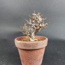 Bonsai - Trident Maple, Acer Buergerianum, Shohin