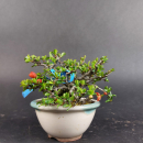 Bonsai - Zierquitte, Chaenomeles speciosa, Chojubai