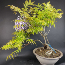Bonsai - Wisteria Blauregen, Japan