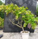 Bonsai - Japanese Wisteria