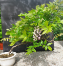 Bonsai - Wisteria Blauregen, Japan