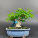 Bonsai - Dreispitzahorn, Acer Buergerianum Shohin