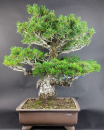 Bonsai - Mädchenkiefer, Pinus Pentaphylla Kokonoe, Japan