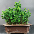 Bonsai - Sekka Hinoki Wald, chamaecyparis obtusa, 17 Bäume, Japan