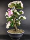 Bonsai - Jap. Satsuki Azalee, Tsikushino