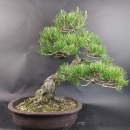 Bonsai - Schwarzkiefer, Pinus Thunbergii, Japan