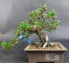 Bonsai - Japanese Black Pine, Pinus Thunbergii, Senjumaru