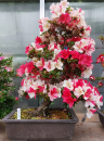 Bonsai - Jap. Satsuki Azalee, Fureai-no-Sato