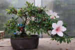 Bonsai - Japanese Satsuki Azalea, Hi-no-Maru