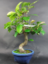 Bonsai - Quince, Cydonia sinensis