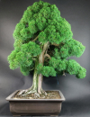 Bonsai - Wacholder, Juniperus Chinensis Kishu, Japan
