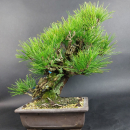 Bonsai - Japanese Black Pine, Pinus Thunbergii Corticosa