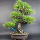 Bonsai - Pinus Thunbergii, Schwarzkiefer, Japan