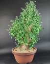 Bonsai - Ginkgo Biloba, Japan