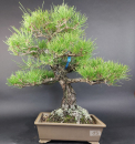 Bonsai - Japanese Black Pine, Pinus Thunbergii