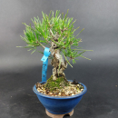 Bonsai - Japanese Black Pine, Pinus Thunbergii, Corticosa, Shohin