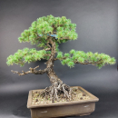 Bonsai - Japanese White Pine (root-real), Pinus Pentaphylla