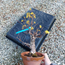Bonsai - Kornelkirsche, Cornus Mas, Japan