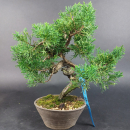 Bonsai - Wacholder, Juniperus Chinensis