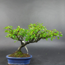 Bonsai - Quince red, Cydonia sinensis