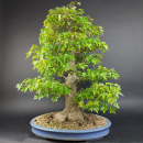 Bonsai - Dreispitzahorn, Acer Buergerianum