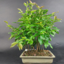 Bonsai - Stewartia monadelpha, Forest