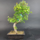 Bonsai - Trident Maple, Acer Buergerianum