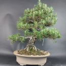 Bonsai - Pinus Thunbergii Kotobuki, Schwarzkiefer, Japan