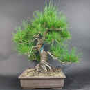 Bonsai - Pinus Thunbergii, Schwarzkiefer, Japan