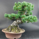 Bonsai - Mädchenkiefer, Pinus Pentaphylla, Japan