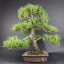Bonsai - Schwarzkiefer, Pinus Thunbergii, Japan