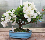 Bonsai - Japanese Satsuki Azalea, Akemi-no-Tsuki, Shohin