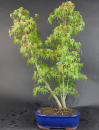 Bonsai - Fächerahorn, Acer Palmatum Yukihime