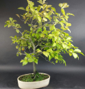 Bonsai - Diospyros Kaki, Weiblich